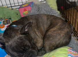Buldog