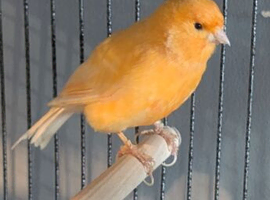 Unsex Canary