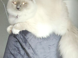 Ragdoll stud wanted