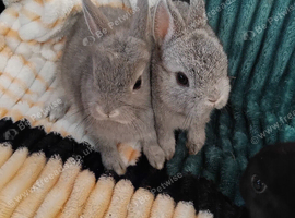 Baby rabbits ready now