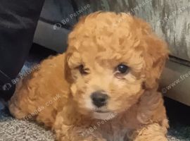 F1BB CAVAPOO PUPPIES