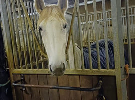 Mare for sale