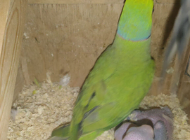 Proven breeding pair of Indian Ringneck