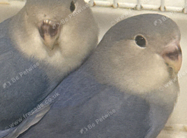 Blue mutation tame love birds