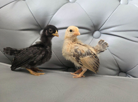 6 x Serama hatching eggs - Collection only