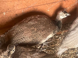 Peacock chick