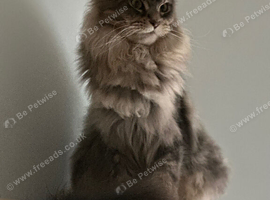 GCCF Fully Registered Maine Coon Kittens