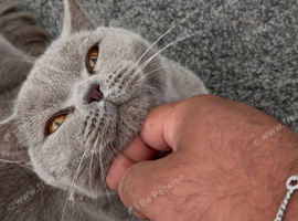Beautiful lilac British shorthair girl