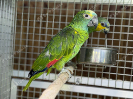 Blue fronted amazon