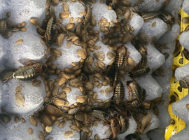 300+ roach colony with adult breeding males and females ( well fed and very healthy)