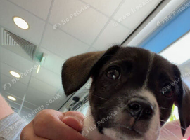 14 week old jack russel puppy has had flee and worm treatment and has had her first vaccination