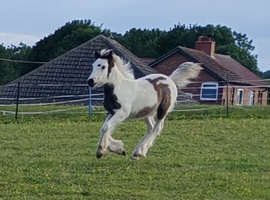 Mini cob filly foal