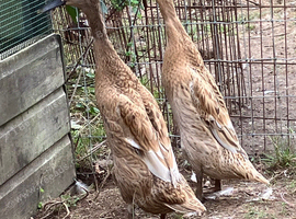 Indian Runner Ducks