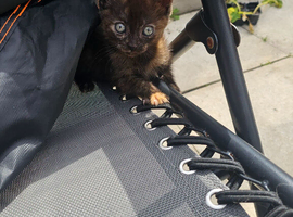 2 kittens for sale