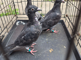 Raceing pidgeons