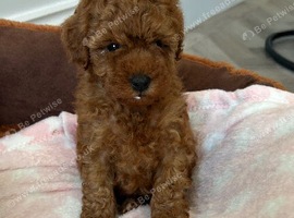 Tiny Toy poodles