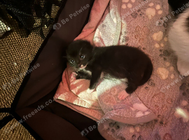 2 kittens for sale