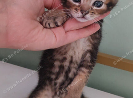 Beautiful kittens