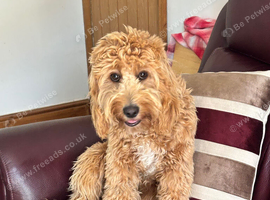9 months girl cockapoo