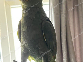 Orange winged Amazon parrot