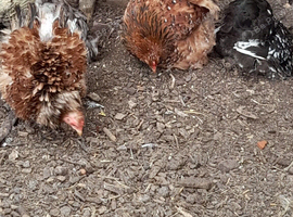 Millefleur Pekin bantams chickens