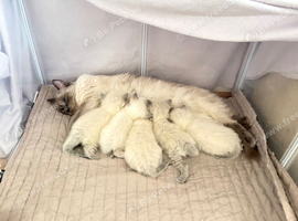 Bluepoint ragdolls for sale