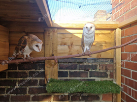 Breeding pair of barn owls over 1 year old