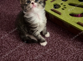 3/4 Maine Coon kittens