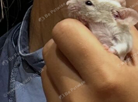 Lovely male mouse with cage