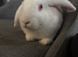 baby bunny
