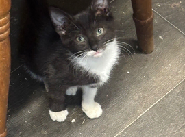 Kitties for sale
