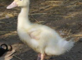Aylesbury  ducklings of heat