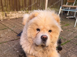 Barnaby the chow chow