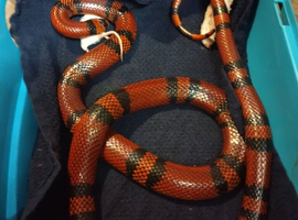 milk snake and vivarium