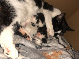 Kittens for sale