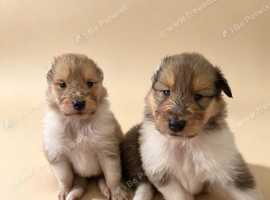 Sable tri puppies