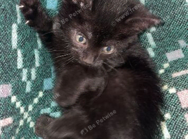 3 black kittens for sale