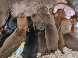 5 mini dachshunds