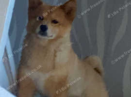 Male Pom-Shi for stud