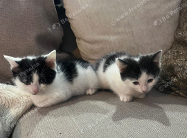 Adorable Black & White Kittens Looking for Loving Homes