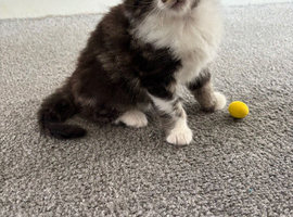 Tabby kitten