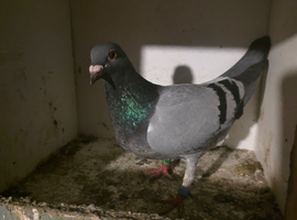 Racing pigeons