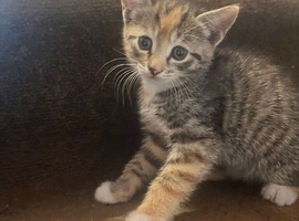 Beautiful tabby kittens available