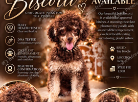 Chocolate Phantom Toy Poodle For Stud