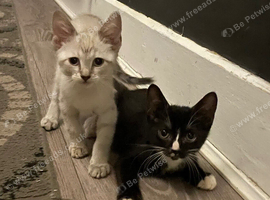 Rare Fluffy Sphynx kittens - Ready now!