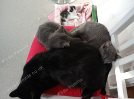 Kittens