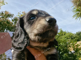 Beautiful Miniature Dachshund Puppies for Sale