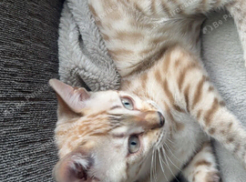 Bengal kittens