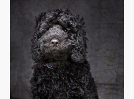 4 Cockerpoo puppies