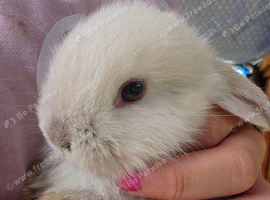 Mini lops